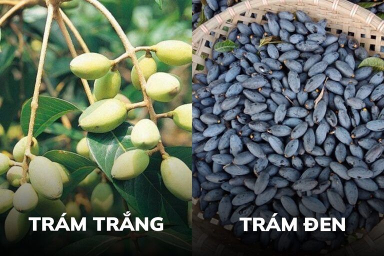 Hình ảnh cây trám và quả trám xanh trong tự nhiên (Nguồn: Sưu tầm)