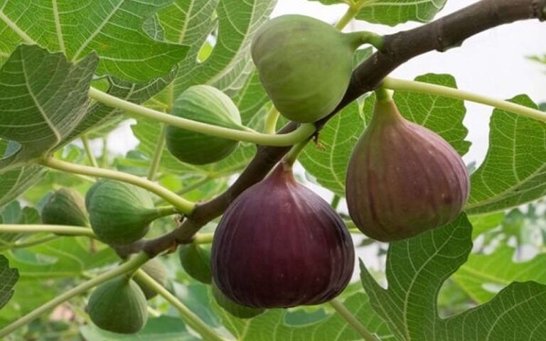 Đặc điểm thực vật của quả vả với hình dáng tròn dẹt đặc trưng (Nguồn: Sưu tầm)